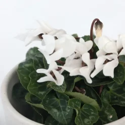 Plant in a Box Perzisch cyclaam - Set van 6 - Cyclamen persicum - Hoogte 10-20cm - ⌀9cm Hot