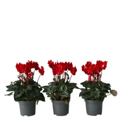 Plant in a Box Perzisch cyclaam - Set van 6 - Cyclamen Winfall Scarlet - Hoogte 10-20cm - ⌀9cm Outlet