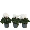 Plant in a Box Perzisch cyclaam - Set van 3 - Cyclamen 'Metis White' - Hoogte 10-20cm - ⌀9cm Online