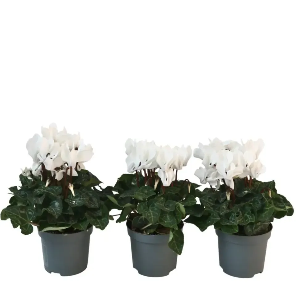 Plant in a Box Perzisch cyclaam - Set van 3 - Cyclamen 'Metis White' - Hoogte 10-20cm - ⌀9cm Online
