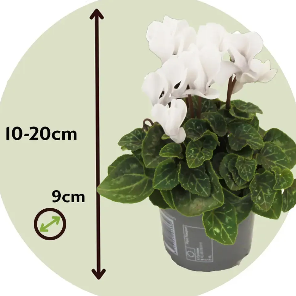 Plant in a Box Perzisch cyclaam - Set van 3 - Cyclamen 'Metis White' - Hoogte 10-20cm - ⌀9cm Online