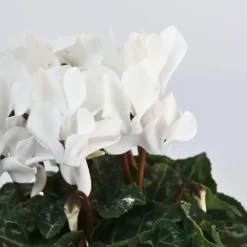 Plant in a Box Perzisch cyclaam - Set van 3 - Cyclamen 'Metis White' - Hoogte 10-20cm - ⌀9cm Online