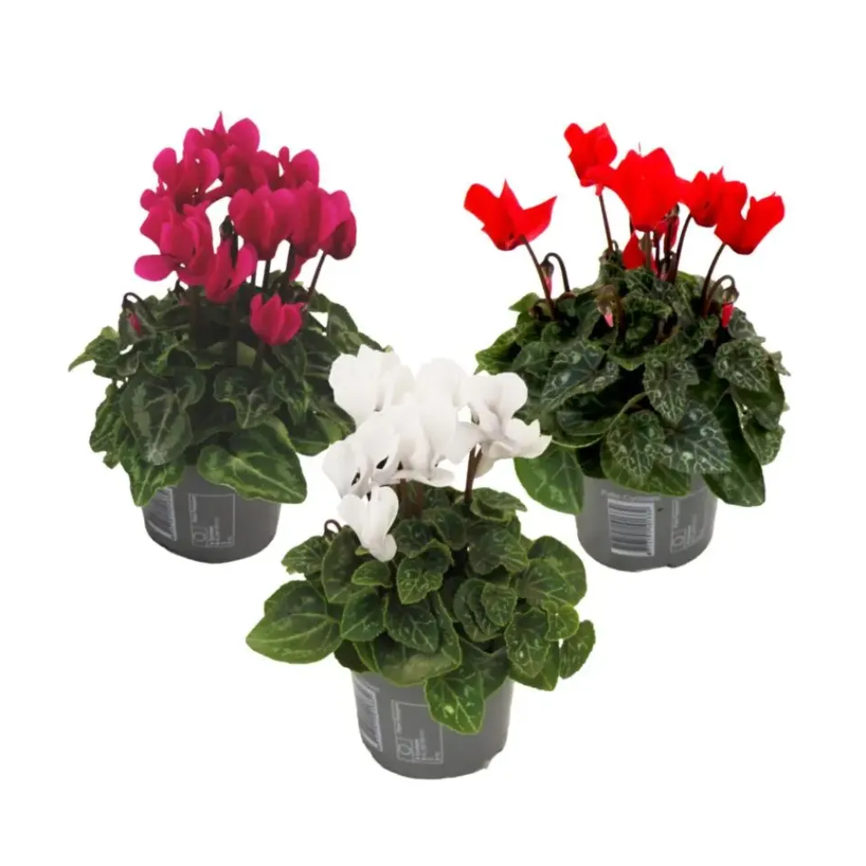 Plant in a Box Perzisch cyclaam - Set van 3 - Cyclamen persicum - Hoogte 10-20cm - ⌀9cm Sale