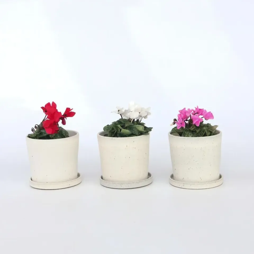 Plant in a Box Perzisch cyclaam - Set van 3 - Cyclamen persicum - Hoogte 10-20cm - ⌀9cm Sale