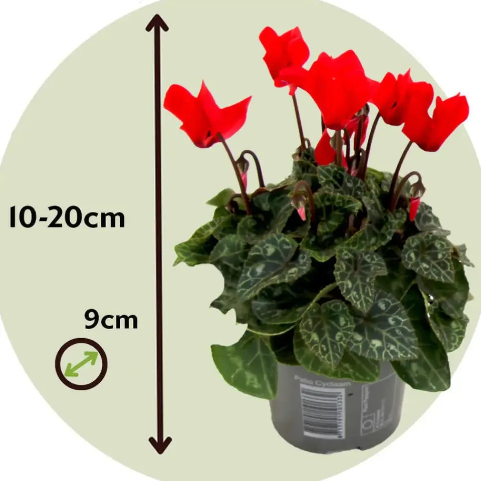 Plant in a Box Perzisch cyclaam - Set van 3 - Cyclamen persicum - Hoogte 10-20cm - ⌀9cm Sale