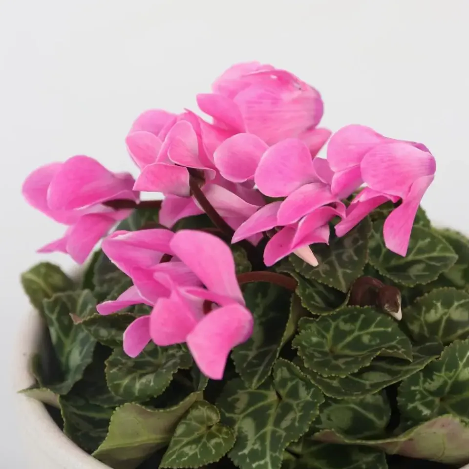Plant in a Box Perzisch cyclaam - Set van 3 - Cyclamen persicum - Hoogte 10-20cm - ⌀9cm Sale