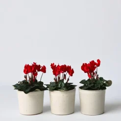 Plant in a Box Perzisch cyclaam - Set van 3 - Cyclamen Winfall Scarlet - Hoogte 10-20cm - ⌀9cm Outlet