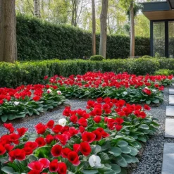 Plant in a Box Perzisch cyclaam - Set van 3 - Cyclamen Winfall Scarlet - Hoogte 10-20cm - ⌀9cm Outlet