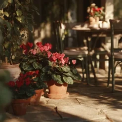 Plant in a Box Perzisch cyclaam - Set van 3 - Cyclamen Winfall Scarlet - Hoogte 10-20cm - ⌀9cm Outlet