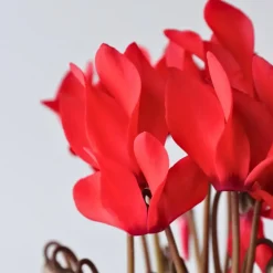 Plant in a Box Perzisch cyclaam - Set van 3 - Cyclamen Winfall Scarlet - Hoogte 10-20cm - ⌀9cm Outlet