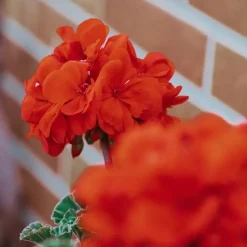 Plant in a Box Perzisch cyclaam - Set van 3 - Cyclamen Winfall Scarlet - Hoogte 10-20cm - ⌀9cm Outlet