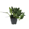 Plant in a Box Philodendron - Philodendron Cobra - Hoogte 55-65cm - ⌀19cm Hot