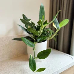 Plant in a Box Philodendron - Philodendron Cobra - Hoogte 55-65cm - ⌀19cm Hot