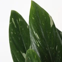 Plant in a Box Philodendron - Philodendron Cobra - Hoogte 55-65cm - ⌀19cm Hot