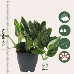 Plant in a Box Philodendron - Philodendron Cobra - Hoogte 55-65cm - ⌀19cm Hot