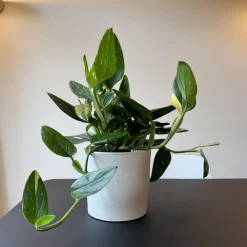 Plant in a Box Philodendron - Philodendron Cobra - Hoogte 55-65cm - ⌀19cm Hot