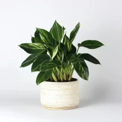 Plant in a Box Philodendron - Philodendron Cobra - Hoogte 55-65cm - ⌀19cm Hot