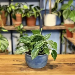 Plant in a Box Philodendron - Philodendron Cobra - Hoogte 55-65cm - ⌀19cm Hot