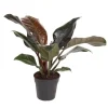 Plant in a Box Philodendron - Philodendron 'Imperial Red' - Hoogte 50cm - ⌀19cm Clearance