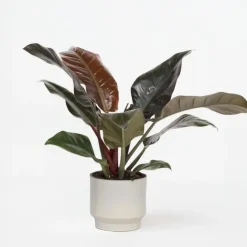 Plant in a Box Philodendron - Philodendron 'Imperial Red' - Hoogte 50cm - ⌀19cm Clearance