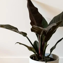 Plant in a Box Philodendron - Philodendron 'Imperial Red' - Hoogte 50cm - ⌀19cm Clearance