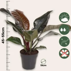 Plant in a Box Philodendron - Philodendron 'Imperial Red' - Hoogte 50cm - ⌀19cm Clearance