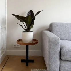 Plant in a Box Philodendron - Philodendron 'Imperial Red' - Hoogte 50cm - ⌀19cm Clearance