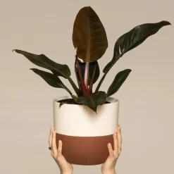 Plant in a Box Philodendron - Philodendron 'Imperial Red' - Hoogte 50cm - ⌀19cm Clearance