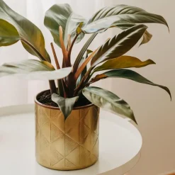 Plant in a Box Philodendron - Philodendron 'Imperial Red' - Hoogte 50cm - ⌀19cm Clearance