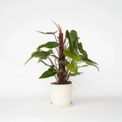 Plant in a Box Philodendron - Philodendron Red Emerald Kratiste - Hoogte 70-80cm - ⌀19cm Sale