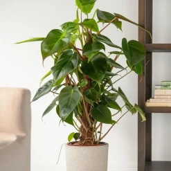 Plant in a Box Philodendron - Philodendron Red Emerald Kratiste - Hoogte 70-80cm - ⌀19cm Sale