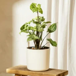 Plant in a Box Pijlplant - Syngonium podophyllum 'Pixie' - Hoogte 25-40cm - ⌀12cm Online