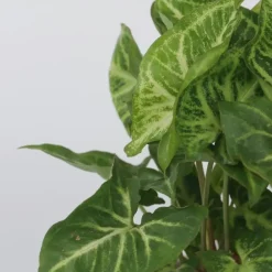 Plant in a Box Pijlplant - Syngonium podophyllum 'Pixie' - Hoogte 25-40cm - ⌀12cm Online