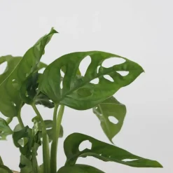 Plant in a Box Plantenmix in glas - Set van 2 - Clusia, Monstera - Hoogte 15-35cm - ⌀20cm Outlet