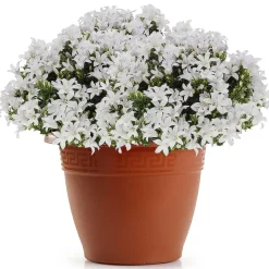 PlasticForte Plantenpot - terracotta bruin - 40x33 cm - kunststof Outlet