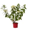 Plant in a Box Pluimhortensia - Hydrangea paniculata 'Wim's Red' - Hoogte 25-40cm - ⌀19cm Outlet