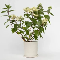 Plant in a Box Pluimhortensia - Hydrangea paniculata 'Wim's Red' - Hoogte 25-40cm - ⌀19cm Outlet