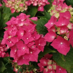 Plant in a Box Pluimhortensia - Hydrangea paniculata 'Wim's Red' - Hoogte 25-40cm - ⌀19cm Outlet