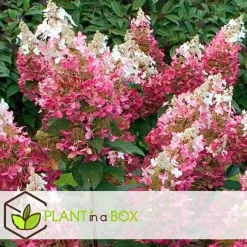 Plant in a Box Pluimhortensia - Hydrangea paniculata 'Wim's Red' - Hoogte 25-40cm - ⌀19cm Outlet