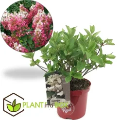 Plant in a Box Pluimhortensia - Hydrangea paniculata 'Wim's Red' - Hoogte 25-40cm - ⌀19cm Outlet