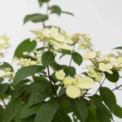 Plant in a Box Pluimhortensia - Hydrangea paniculata 'Wim's Red' - Hoogte 25-40cm - ⌀19cm Outlet