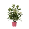 Plant in a Box Pluimhortensia - Hydrangea paniculata 'Early Harry' - Hoogte 25-40cm - ⌀19cm Outlet