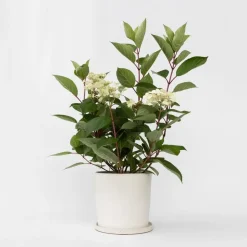 Plant in a Box Pluimhortensia - Hydrangea paniculata 'Early Harry' - Hoogte 25-40cm - ⌀19cm Outlet