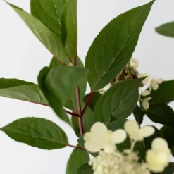 Plant in a Box Pluimhortensia - Hydrangea paniculata 'Early Harry' - Hoogte 25-40cm - ⌀19cm Outlet