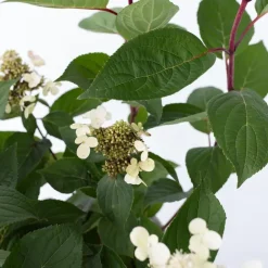 Plant in a Box Pluimhortensia - Hydrangea paniculata 'Early Harry' - Hoogte 25-40cm - ⌀19cm Outlet