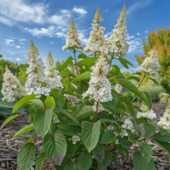 Plant in a Box Pluimhortensia - Hydrangea paniculata 'Confetti' - Hoogte 25-40cm - ⌀19cm
