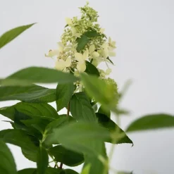 Plant in a Box Pluimhortensia - Hydrangea paniculata 'Confetti' - Hoogte 25-40cm - ⌀19cm