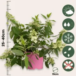 Plant in a Box Pluimhortensia - Hydrangea paniculata 'Confetti' - Hoogte 25-40cm - ⌀19cm
