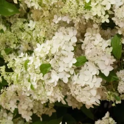 Plant in a Box Pluimhortensia - Hydrangea paniculata 'Confetti' - Hoogte 25-40cm - ⌀19cm