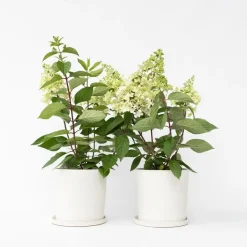 Plant in a Box Pluimhortensia - Set van 2 - Hydrangea 'Candlelight' - Hoogte 25-40cm - ⌀19cm
